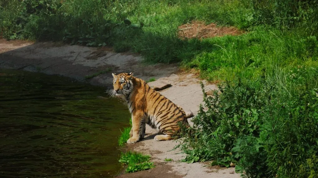 Tiger Walking on Brown Dirt