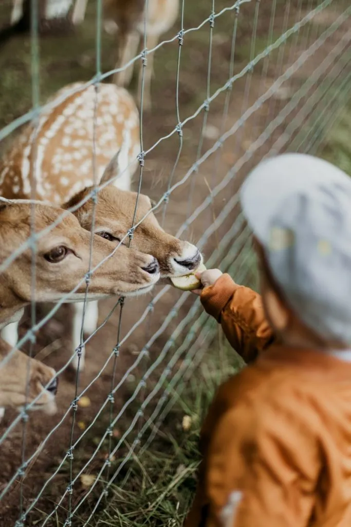 boy feeding brown deers during daytime