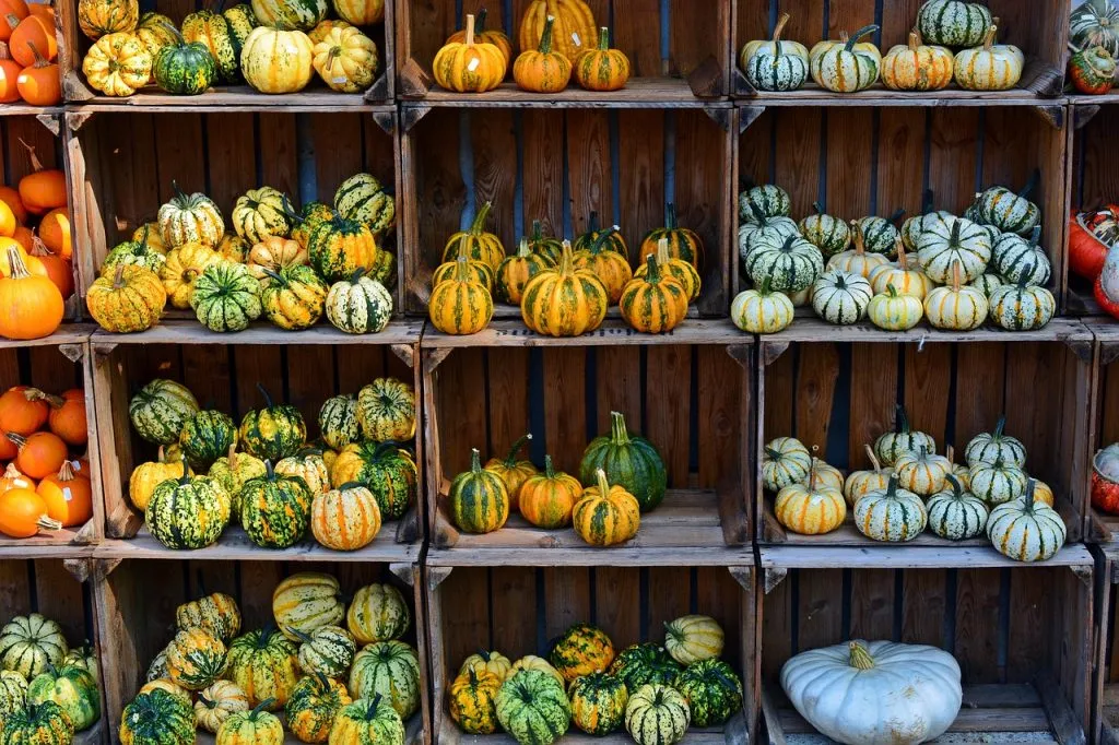 pumpkin, harvest time, sale-1642307.jpg